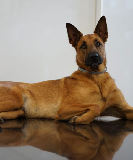 Zoran, notre chien : délégué toujours fatigué - Agence immobilière INFORIM